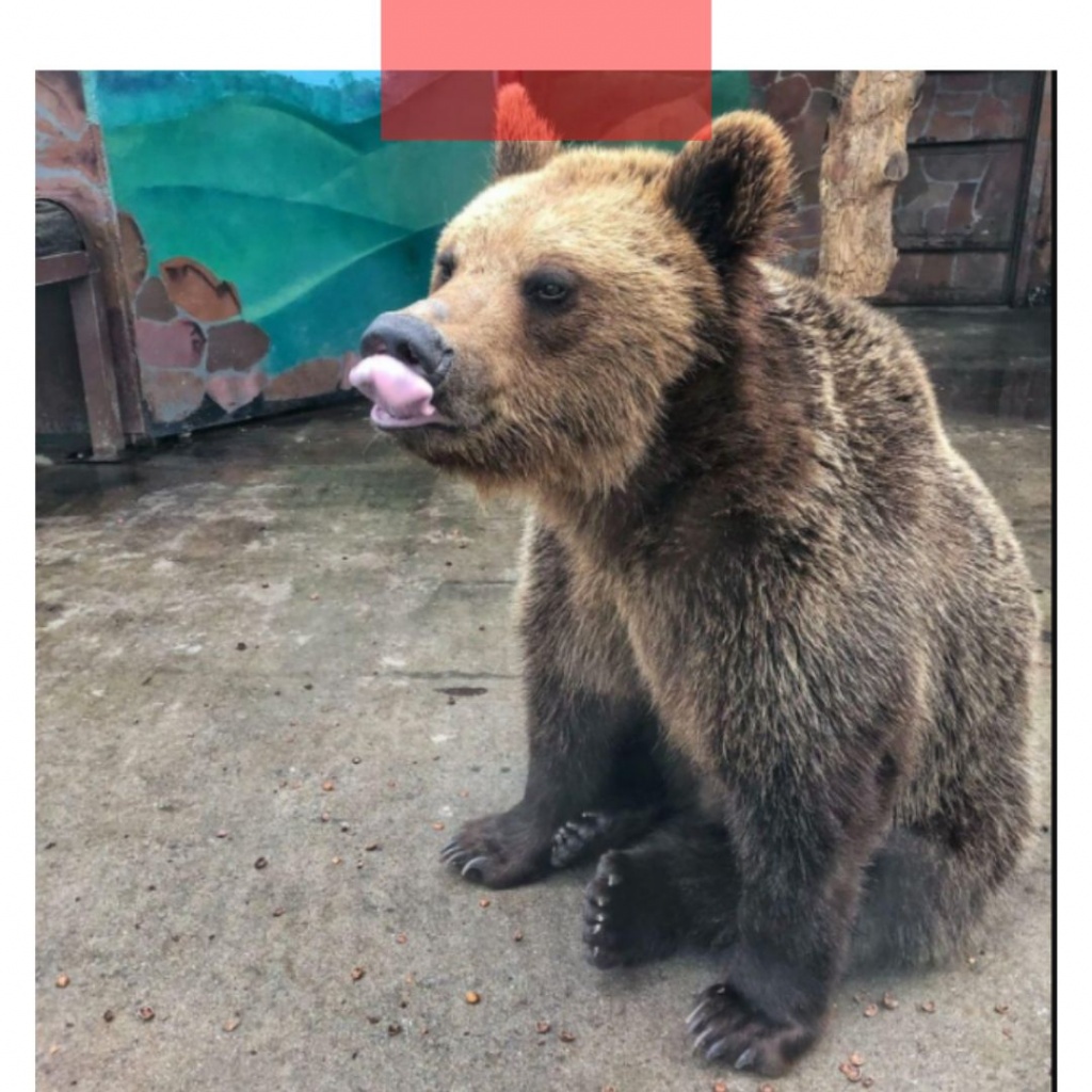 В Липецком зоопарке проснулись медведи