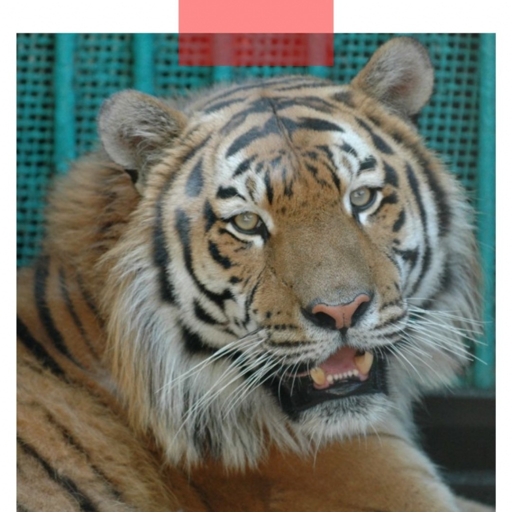 Тигр Оззи и тигрица Бритни стали самой красивой парой зоопарка