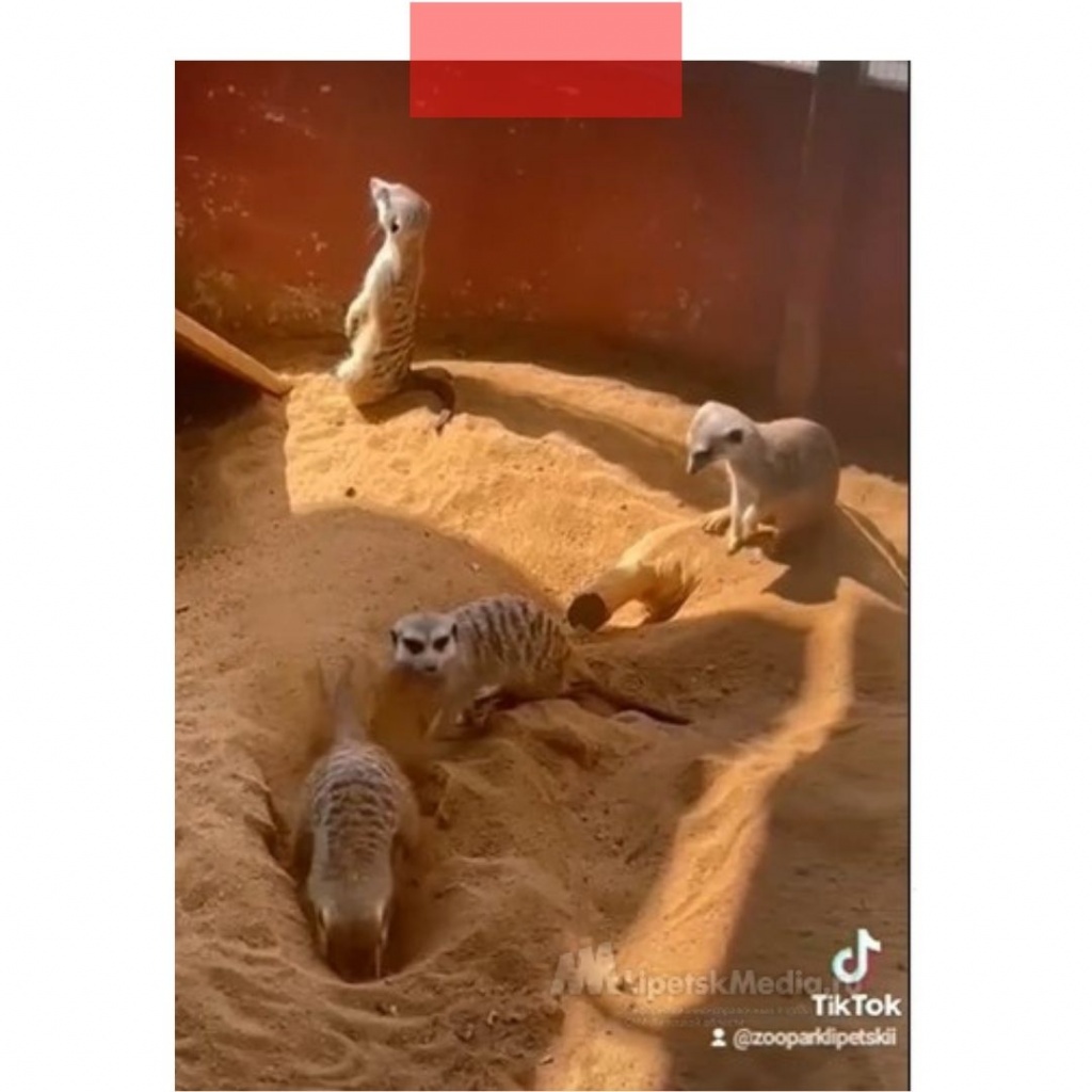 В Липецком зоопарке сурикаты задумали побег