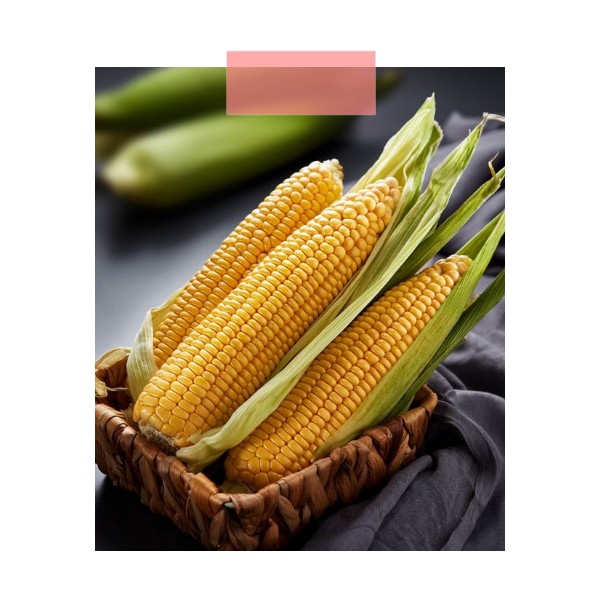 Как сварить кукурузу и как ее выбирать 