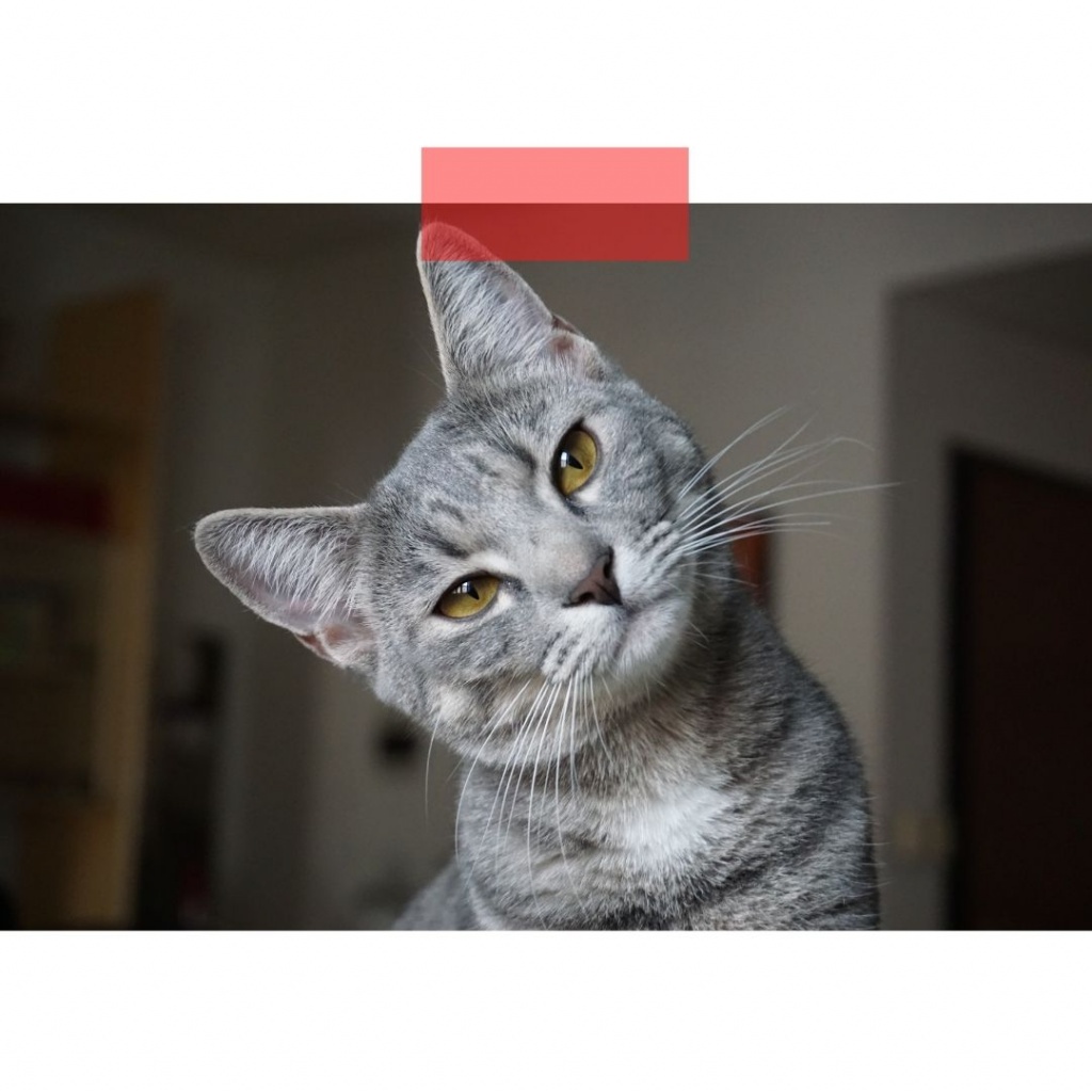 Новый челлендж в интернете — выложить забавную фотографию своего кота. 