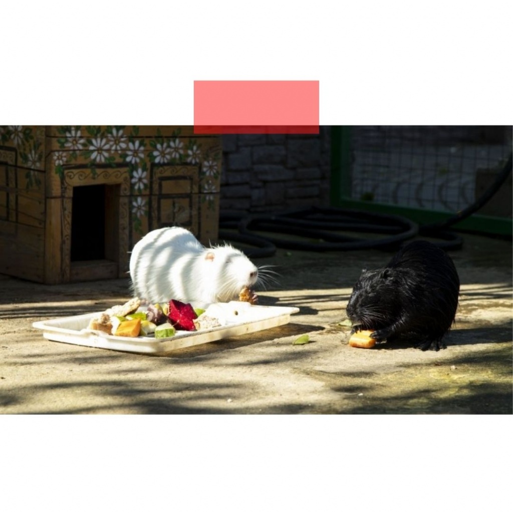 Белая Жоржетта и черный Жульен поселились в липецком зоопарке